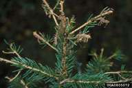 Western Spruce Budworm